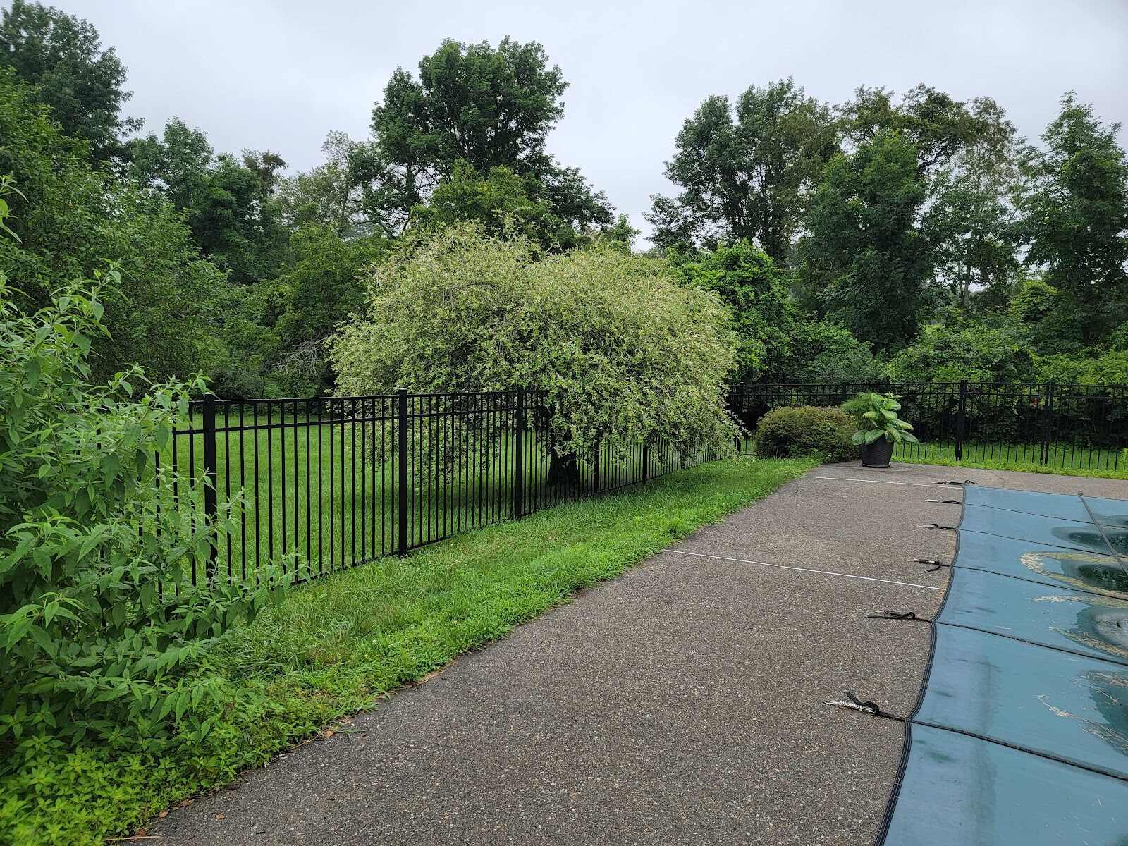 Black aluminum picket fence bordering a covered in-ground pool, running along a paved walkway lined with dense shrubs and mature trees under an overcast sky.